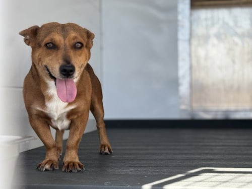 ARGOS - Chihuahua / Cardigan Welsh Corgi available for adoption