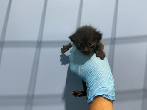 RUEBEN - Domestic Short Hair available for adoption