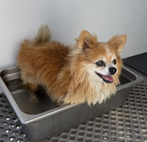MR. PUFF - Pomeranian available for adoption