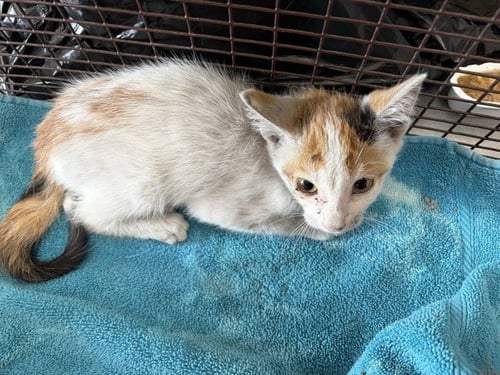 COOKIE - Domestic Short Hair available for adoption