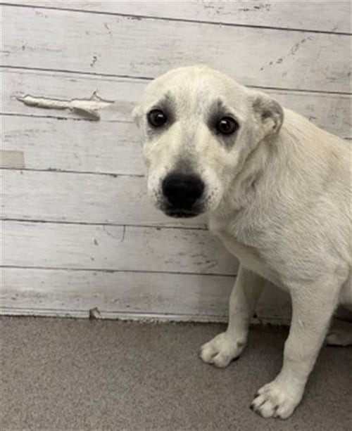 WEINERSCHNITZEL - German Shepherd Dog available for adoption