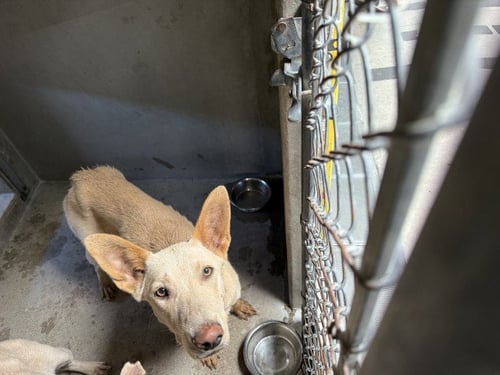 ADORA - Belgian Shepherd Malinois available for adoption