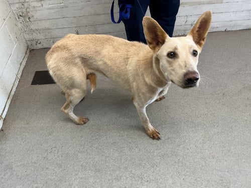 ADORA - Belgian Shepherd Malinois available for adoption