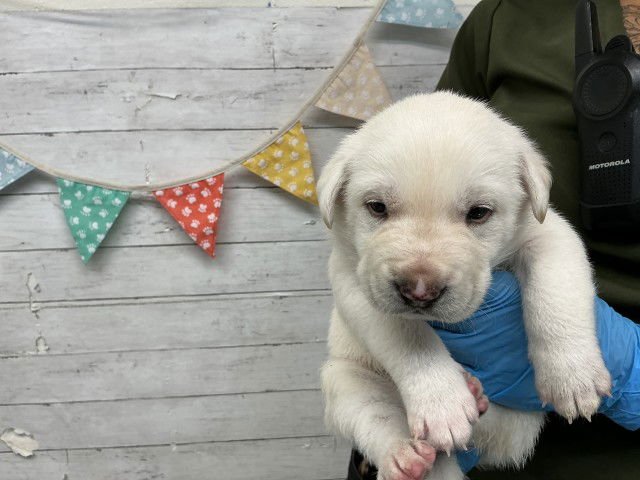 KIWI - Labrador Retriever available for adoption