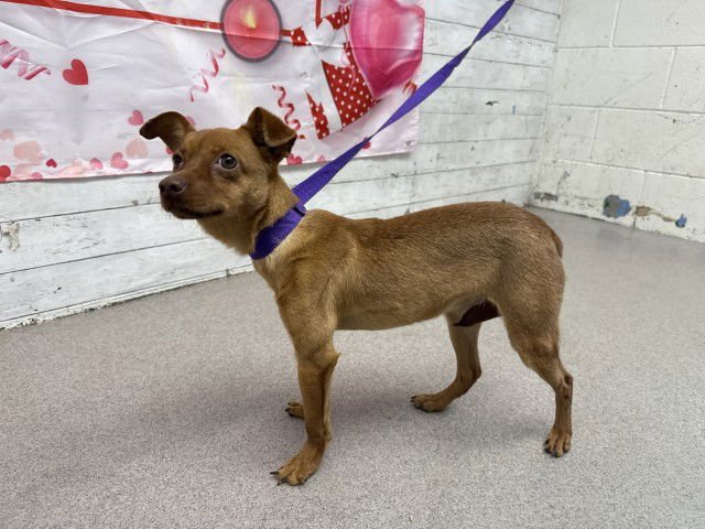 AMAYA - Chihuahua available for adoption