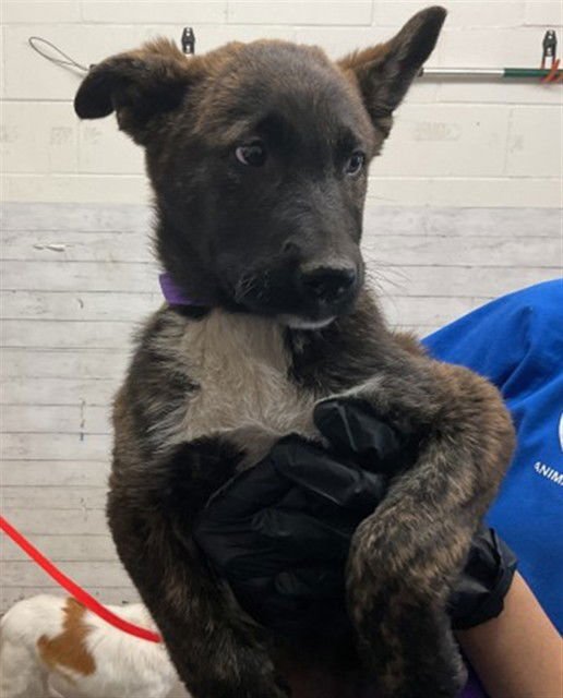 SHADOW - German Shepherd Dog available for adoption