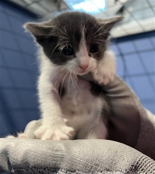 CUPCAKE - Domestic Short Hair available for adoption