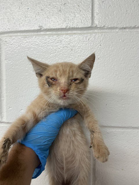 CANDY CORN - Domestic Short Hair available for adoption