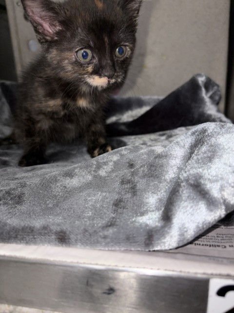 ZUMI - Domestic Short Hair available for adoption