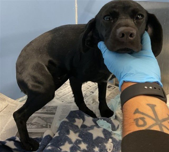 VIOLET - Labrador Retriever available for adoption