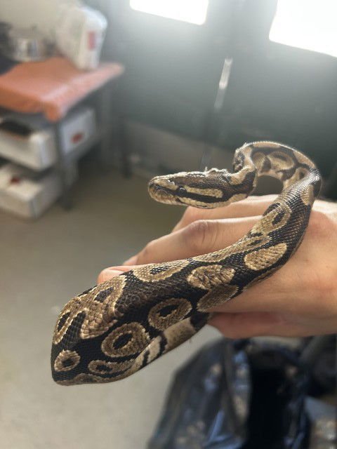 FERGIE - Python available for adoption