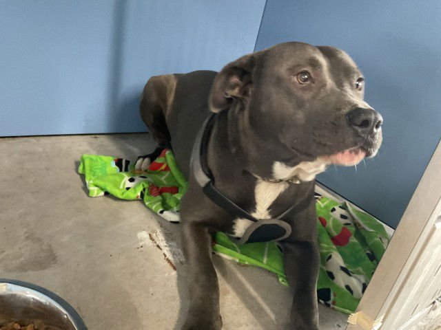 BENTLY - Pit Bull Terrier available for adoption