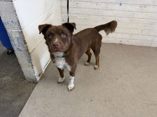 FOZZIE - Australian Shepherd available for adoption