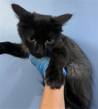 RUFIO - Photo 1