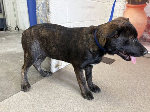 KATHERINE - German Shepherd Dog available for adoption