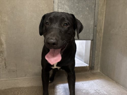 CRISTIAN - Labrador Retriever available for adoption