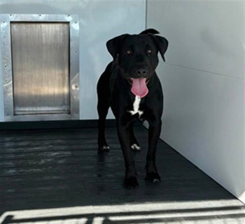 CRISTIAN - Labrador Retriever available for adoption