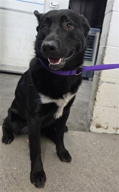 LEVI - German Shepherd Dog / Labrador Retriever available for adoption