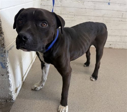 BRUCE - Pit Bull Terrier available for adoption
