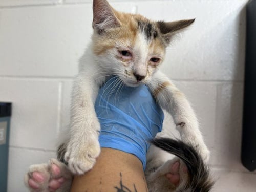 LILY - Domestic Short Hair available for adoption