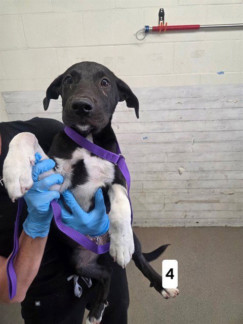 LUUKE - Pit Bull Terrier available for adoption