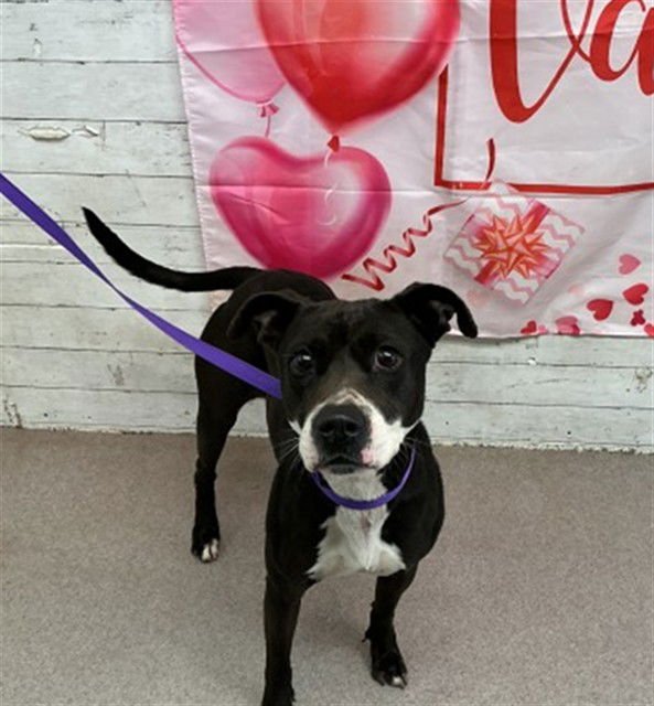 PEPPER - Pit Bull Terrier available for adoption