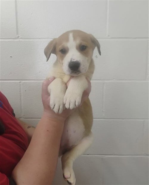 SATURN - Labrador Retriever available for adoption