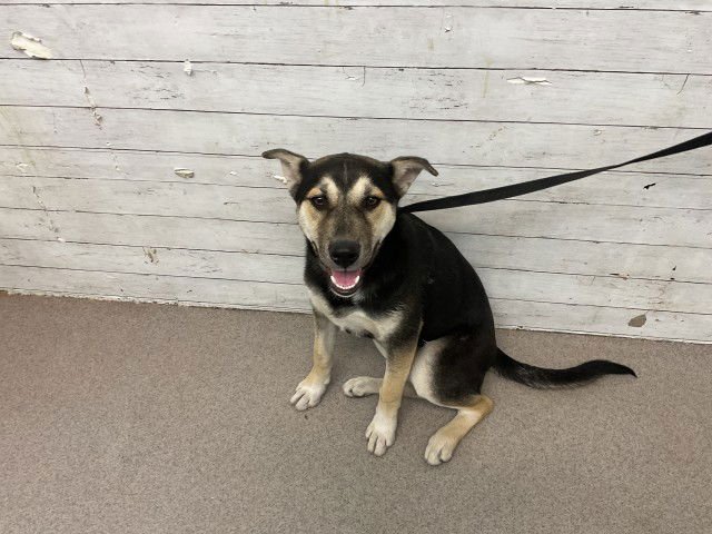 SKYLAR - German Shepherd Dog available for adoption