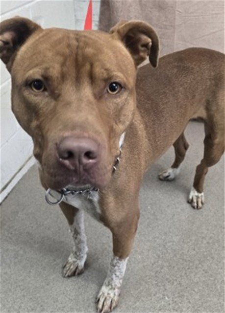 BECKHAM - Pit Bull Terrier available for adoption