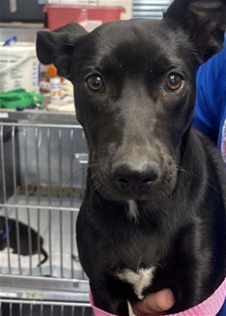 CLOVER - Pit Bull Terrier available for adoption