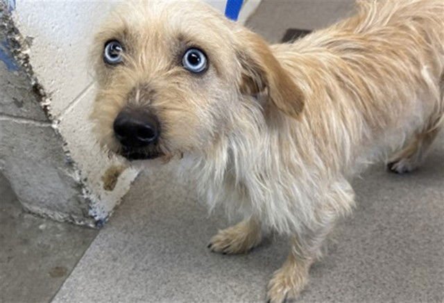 SCARLETT - Cairn Terrier available for adoption