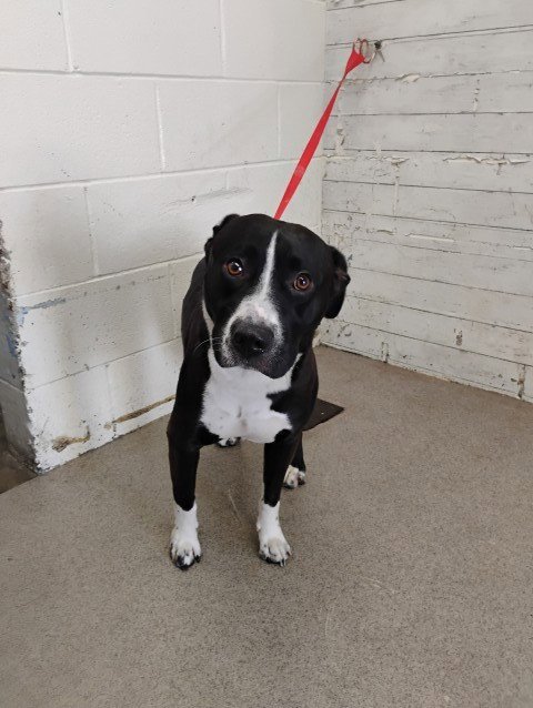 GUNNER - Pit Bull Terrier available for adoption