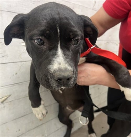SALEM - Pit Bull Terrier available for adoption