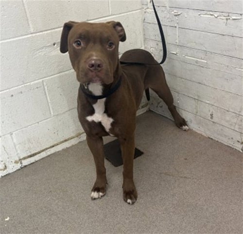 OLIVER - Pit Bull Terrier available for adoption