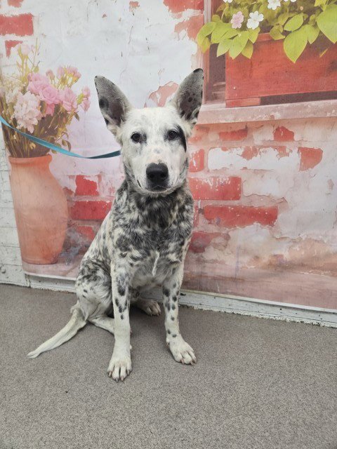 SPOTS - Queensland Heeler available for adoption