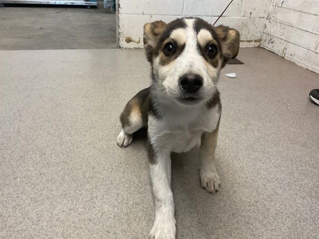 TORVI - German Shepherd Dog available for adoption