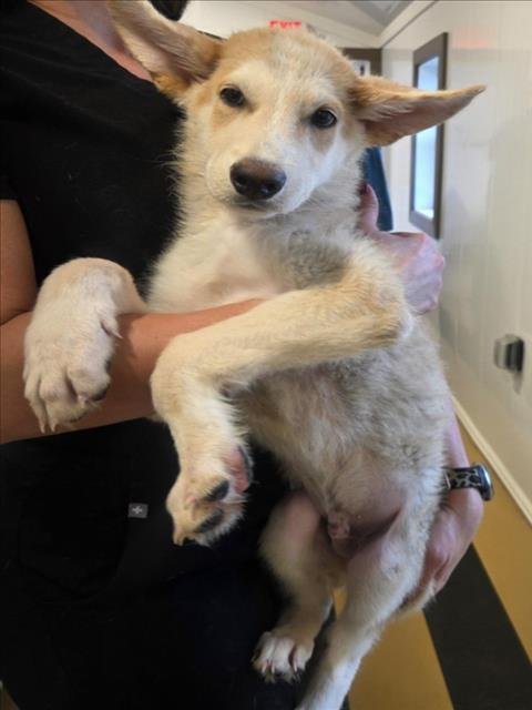 GIZMO - German Shepherd Dog available for adoption