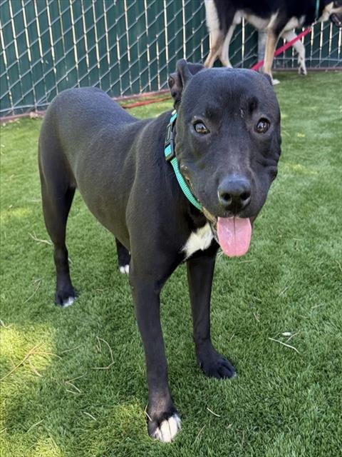 ANNIE - Pit Bull Terrier available for adoption