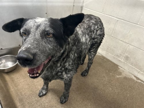 CLIFFORD - Australian Cattle Dog/Blue Heeler available for adoption