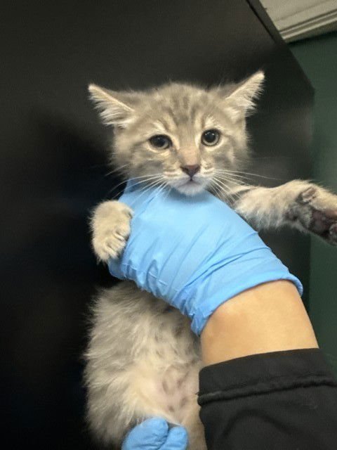 ZACH - Domestic Short Hair available for adoption