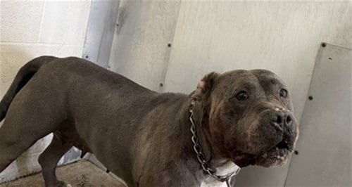 SOREN - Pit Bull Terrier available for adoption