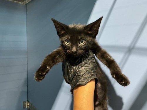 JOSEPHINE - Domestic Short Hair available for adoption