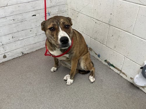 KIMBEE - Pit Bull Terrier available for adoption