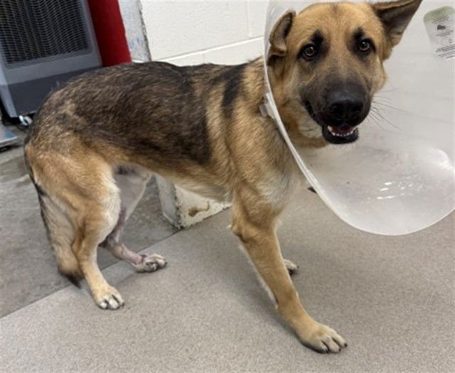 RUSSELL - German Shepherd Dog available for adoption