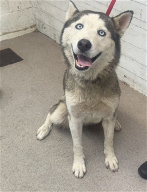 PENGUIN - Siberian Husky available for adoption