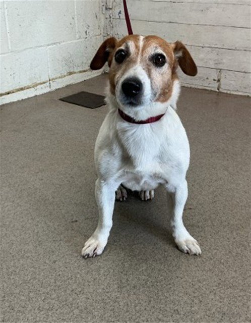 THEO - Jack Russell Terrier (Parson Russell Terrier) available for adoption