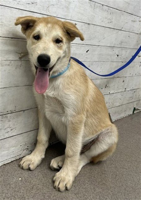 WALDO - Siberian Husky / German Shepherd Dog available for adoption