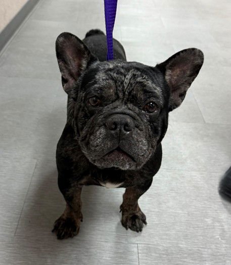 SPIKE - French Bulldog available for adoption