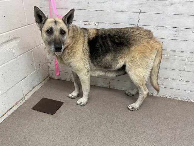COCOA - German Shepherd Dog available for adoption