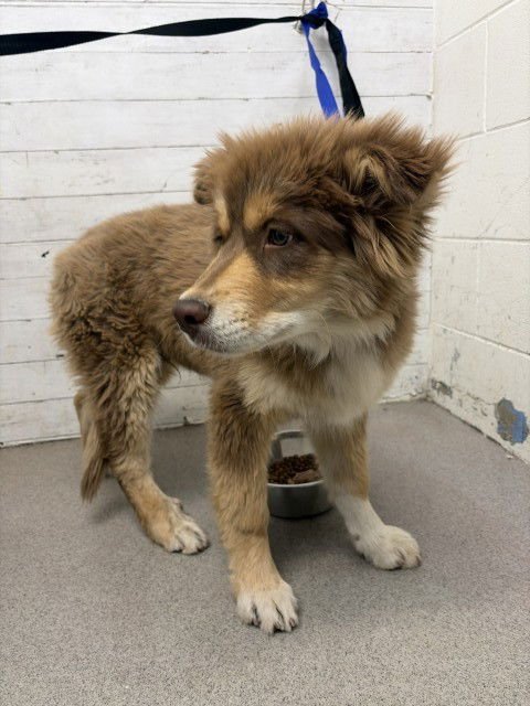 SPIKE - Siberian Husky / Australian Shepherd available for adoption